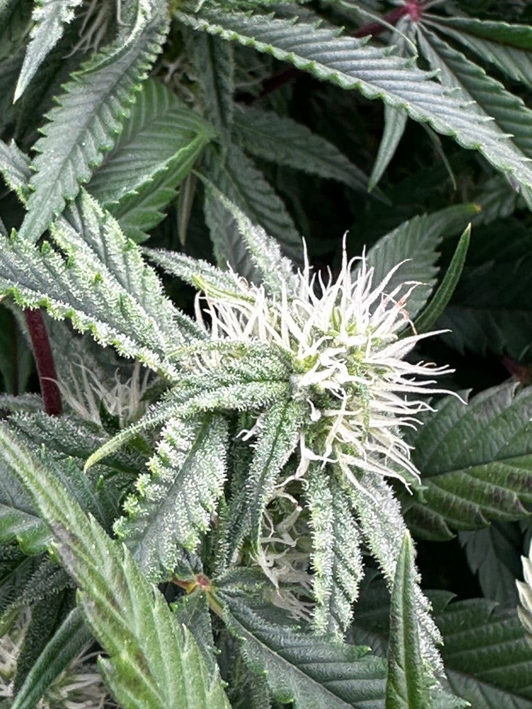 Fat bird cannabis flower