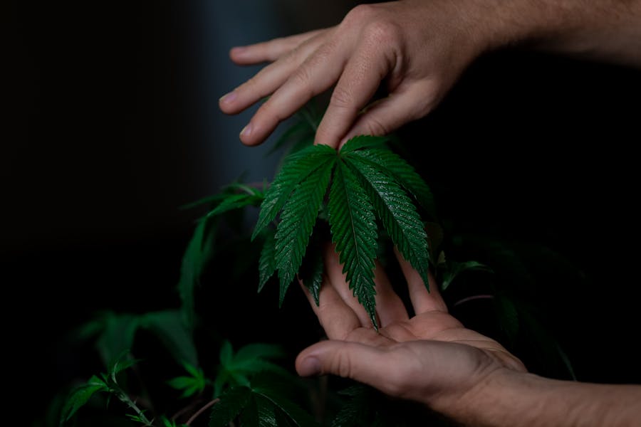 Jelly Pancakes cannabis bud